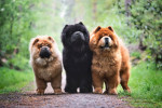 Udaya, Athos, Orso