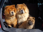 Orso, Ki-Dong*, Teuntje*