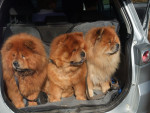 Moe-Lan*, Orso, Ki-Dong*