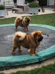 Spelen met zus Trubbel