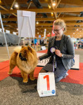 Beste jeugdhond - Brussel
