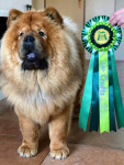 Crufts kwalificatie