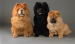 Orso, Athos, Udaya