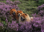 Moe-Lan*, Orso, Ki-Dong*